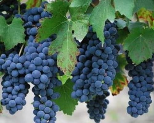 Grapevines, Fruit-Bearing Perennial Fruit Trees, Suitable for Garden Planting，Hardy Perennial, Excellent Display-X-1Bulbs