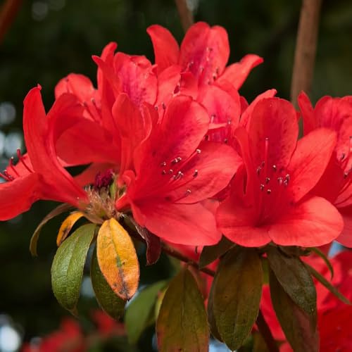 semillas de rododendro, silvestres, arbustos de ación resistente de azalea, trepadoras resistentes, orgánicas, para 75pcs