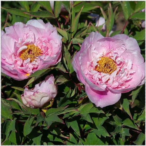 Pfingstrosen Zwiebeln, Mysteriöse magische Glühbirne,Blumenzwiebel Mix,Hausgarten,Lebende Pflanzen,Seltene Pflanze,Mehrjährige Blumenzwiebel ist winterhart,Leicht Zu ZüChten,Exotisch, 4zwiebeln-C