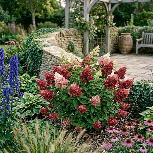 Bedwen Hydrangea 'Wim's Red' 4L Plant – Colour Changing Panicle Hydrangea for Borders, Screens & Long‑Season Interest