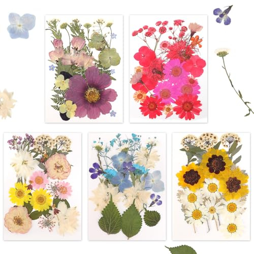 100 Unidades de Flores secas prensadas. Precioso Conjunto de Flores prensadas Reales para Manualidades, álbumes de Recortes y Fundas para teléfonos. (Sol abrasador)