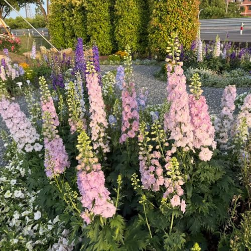 Semi di speronella - resistenti, perenni esterno decorative giardino, esotiche 300pcs