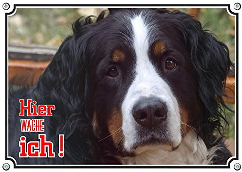 Petsigns Hunde Warnschild Berner Sennenhund - 1 a Metallschild - rostfrei und uv-beständig, DIN A4