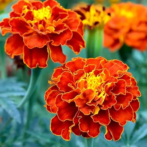 TomorrowSeeds - Queen Sophia French Marigold Seeds - 1000+ Count & 1000+ Sparky Mix French Marigold - For 2026 Planting Medium Tagetes Patulas Double Mixed Colors Annual Daisy Pollinator Garden Flower