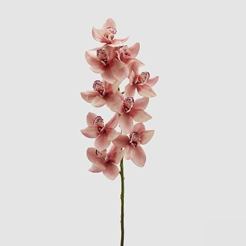 EDG Enzo De Gasperi Orchidea Cymbidium H 90 Cm Rosa