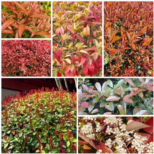 semi di fotinia rossa - biologici per esterno giardino giardino roccioso arredamento del soggiorno di balcone con interna in vaso 250pcs