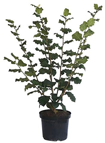 Webbs Preisnuss kräftiger Haselnuss Strauch reichtragende Haselnuss 60-80 cm im 5-10 Liter Topf wurzelecht