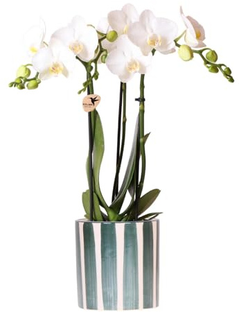 Kolibri Orchids | Weiße Phalaenopsis Orchidee Amabilis + Painted Stripe Topf Grün - Topfgröße Ø9cm | Blühende Zimmerpflanze - Frisch vom Züchter