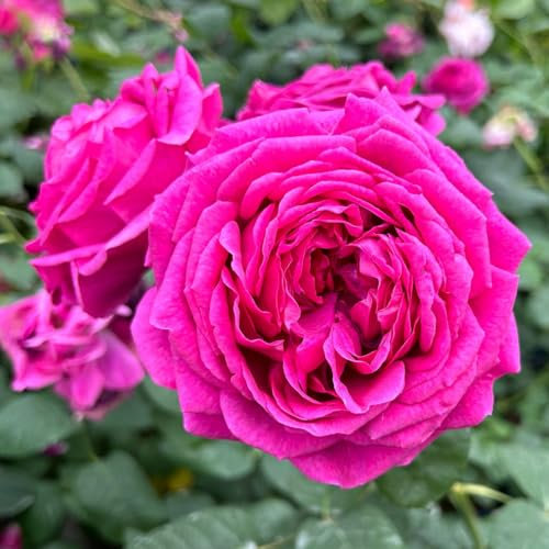 Stammrose 'Laudatio'®, Edelrose, Stammhöhe 60cm im 7,5 Liter Topf