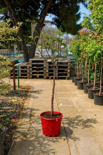 Ciruelo Golden Japan – Prunus domestica | Árbol frutal en maceta 10 L | Altura mínima 140 cm