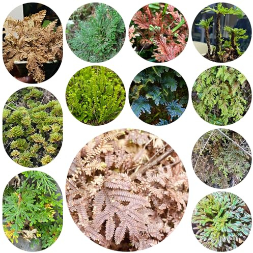 rosa de jericó - Selaginella tamariscina - trepadoras Cubresuelos resistentes balcón invernadero resistentes pleno sol en de interior 5bulbos