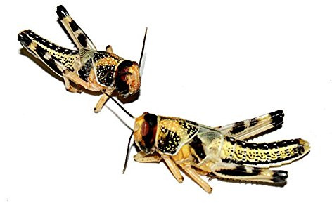 Feeders & More - Heuschrecken - Wüstenheuschrecken MITTEL - 300 Stück - Lebendfutter Insekten Wuestenheuschrecken - Futter für Reptilien, Bartagamen und Amphibien - Futterinsekten & Haustierfutter