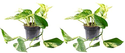 2er-Set Efeutute - echte Zimmerpflanze, Epipremnum aureum - Höhe ca. 15 cm, Topf-Ø 12 cm