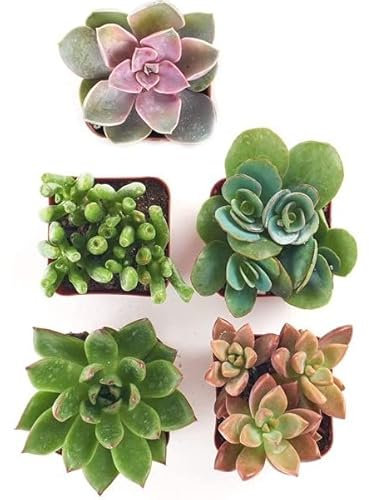 Cinco Plantas Suculentas de Tamaño Mini Plantas Naturales