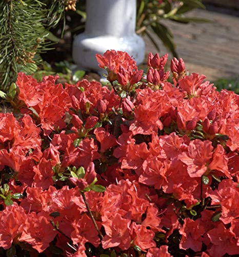Japanische Azalee Geisha Orange 30-40cm - Rhododendron obtusum - Alpenrose - lebende Gartenpflanze aus den Baumschulen