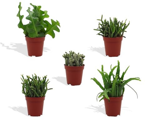 DutchLeafs Rhipsalis Mix 5 Stück Verschiedene Mini-Sukkulenten - Topf 5,5 cm - Cactaceae Rutenkaktus Korallenkaktus Sukkulent Kleine Pflanzen Pflegeleicht - Höhe 8-15 cm