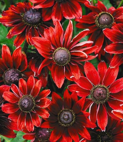 BALDUR Garten 9x Sonnenhut Rudbeckia Cherry Brandy, Pflanzen im 9x9 cm-Topf | winterharte & mehrjährige Gartenstauden, Blumenstaude, Rudbeckia hirta, Sonnenhut Rudbeckia rot