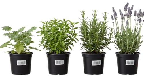 Set Aromas Protectores de 4 Plantas Vivas DECOALIVE – Geranio Citronela, Romero, Lavanda y Albahaca Estrecha