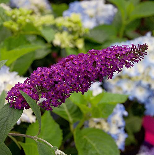 Schmetterlingsflieder Summer Bird Magenta 30-40cm - Buddleja