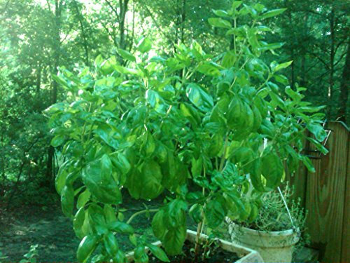 Gigante africano Albero DI BASILICO * 5 SEMI * enorme * DUFT # 1120