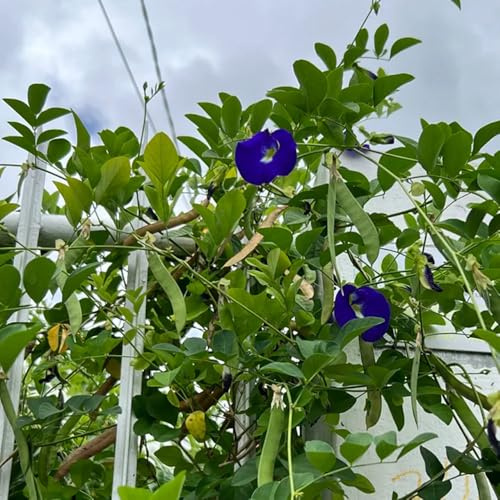 semi di pisello farfalla - decorativi resistenti al balcone Clitoria ternatea decorazione da giardino per esterni, tappeto to giardino roccioso resistenti 250pcs