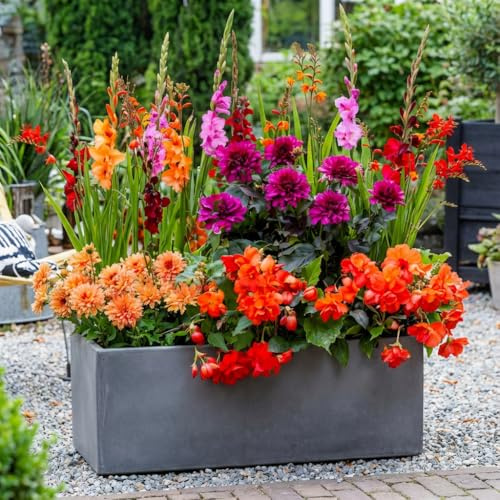 FLORIUM - 25 Sommerblumen zwiebeln Rainbow Pot Mix (25 blumenzwiebeln) Gladiolen, Dahlien, Begonien, Crocosmia | Exklusive Mischung aus Holland | Mehrjährig Pflanzen für Garten, Töpfe (große Knollen)