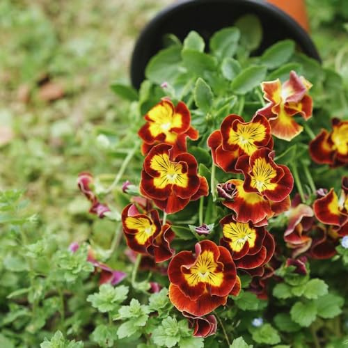 semillas de pensamiento resistentes - Decoración variedades antiguas 100pcs