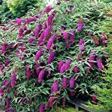 Semi farfalla Bush Estate Lilac (Buddleja davidii) 50 + Seeds (100+)