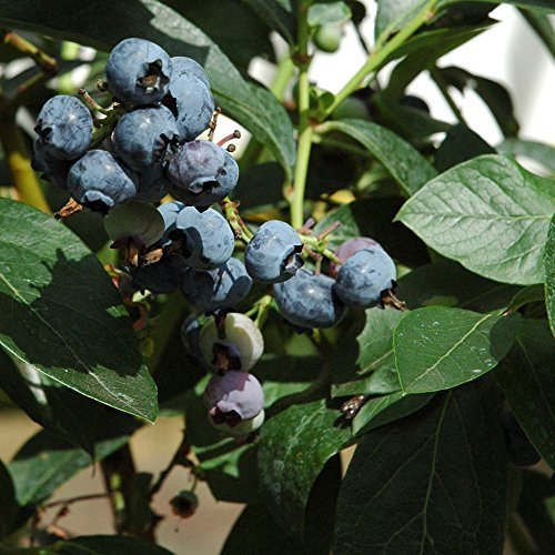 Blueberry Fruit Bush Outdoor Garden Plant for Patios or Kitchen Gardens Producing Late Season Summer Berries, 1 x Chandler Self Fertile Variety in a 3 Litre Pot by Thompson & Morgan