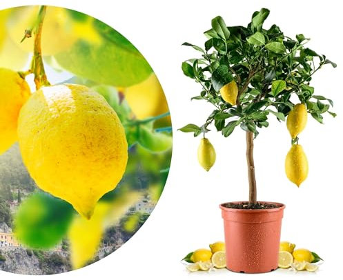 Meine Orangerie Amalfi Zitronenbaum Mezzo - echte Amalfi-Zitrone (Sfusato Amalfitano) - fruchtreife Zitruspflanze - veredelte Zitrone - Citrus Limon amalphitanum - Lemon Tree (Topf Ø 20cm)