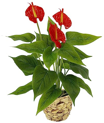 Künstliche Anthurienpflanze im Korb Anthurium Anthurie exotische Flamingoblume Flamingopflanze Flamingo Pflanze Blume rote Blüten Kunstpflanze Dekopflanze Kunstblume Deko Zimmerpflanze Lilie Herzblatt