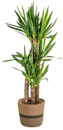 Yucca Elephantipes avec panier - 90-110cm - Ø21cm - Plante d'intérieur - Vert persistant