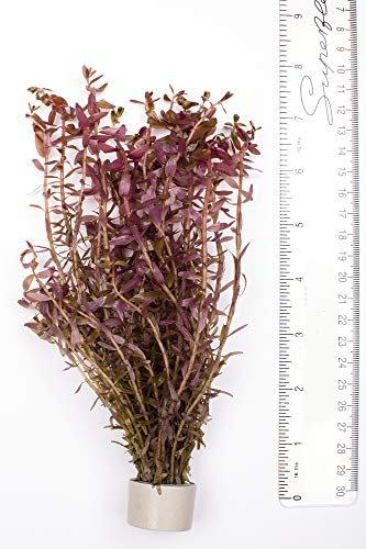 PondPlantsUK - Mixed Tropical Live Aquarium Plants (25 Strand Ringed Rotal Indica)