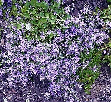 Campanula portenschlagiana Blue Magic 250 Seeds
