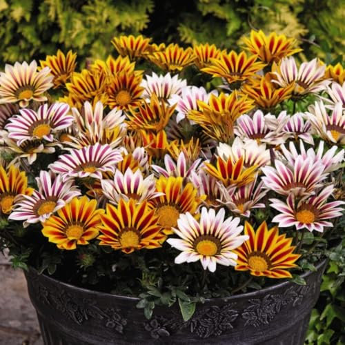 Gazania 'Tiger Stripes Mixed' - Bedding Plants for Drought-Prone & Coastal Gardens - Striking Striped Blooms – 4X 6 Mixed Tray by Thompson & Morgan