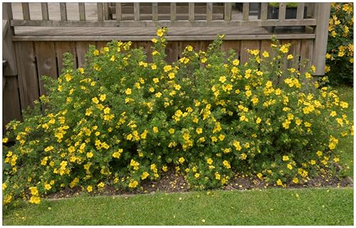 Stauden Gänge 3 x Potentilla fruticosa 'Kobold' Gelber Fingerstrauch | Gelbe Heckenpflanze für Sonne bis Halbschatten, Blüte Ende, mehrjährig, schnittverträglich, 9x9 cm Topf