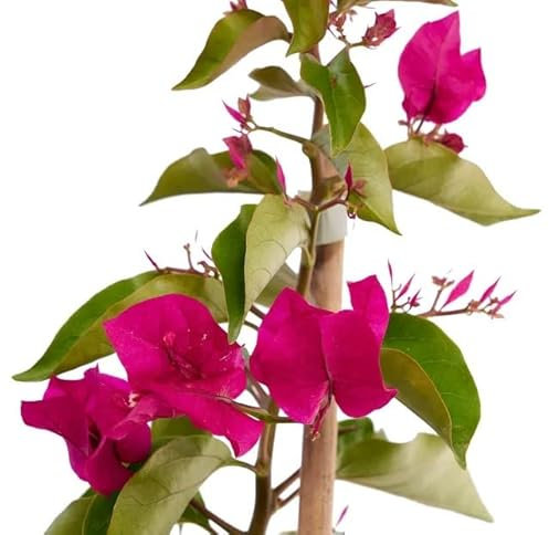 Bougainvillea Natural Planta Trepadora con Flores Elegante y Fácil de Mantener