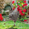 XZincer Decoración de aves de corral, tamaño de tarjeta de pollo, decoración de patio, acrílico, impresión de doble cara, tarjeta de fiesta, serie de animales, decoración de jardín, vallas de jardín