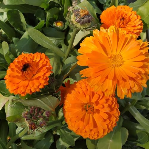semi di calendula rampicanti, giardino roccioso ornamentali per zone soleggiate d'appartamento rare di selvatici esotici ombra semi selvatici 100semi