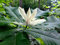 Schirm-Magnolie Magnolia tripetala Pflanze 15-20cm Schirmmagnolie Magnolie