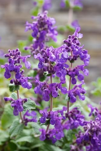 Nepeta racemosa 'Superba' 9x9 cm Topf – Winterhart, Mehrjährig, Pflegeleicht – Katzenminze – Beetstaude für Garten & Rabatte