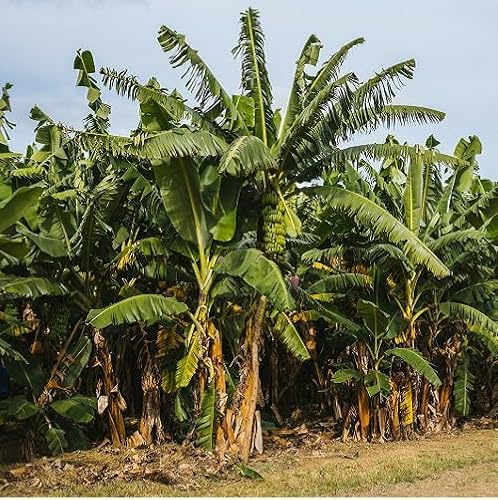 100Pcs Green Banana Tree Seeds