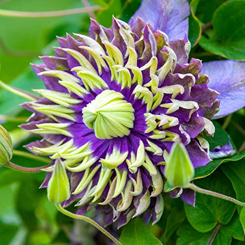 Clematis Florida 'Taiga' Colourful Deciduous Flowering Climber Shrub (2 Litre Pot, 60-80cm)