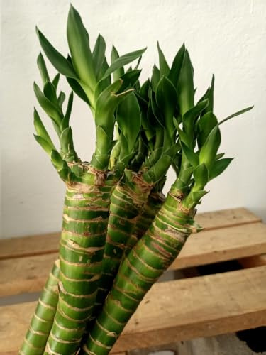Bamboo TIGER Natural 50 cm de Alto