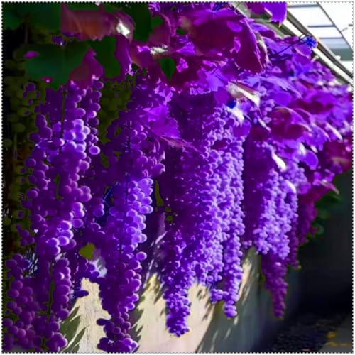 Süße, kernlose Trauben, hohe Erträge, winterhart, pflegeleicht und eine tolle Wahl für den Garten-1 rhizome-D