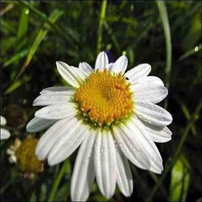 Semi Crisantemo Shasta Daisy fiori (crisantemo massimo) 200 + Semi