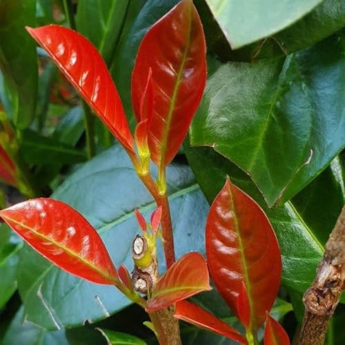 YouGarden Cherry Laurel 'On Fire', 12 x Prunus laurocerasus, Established Plants in 9cm Pots, Year-Round Colour and Structure