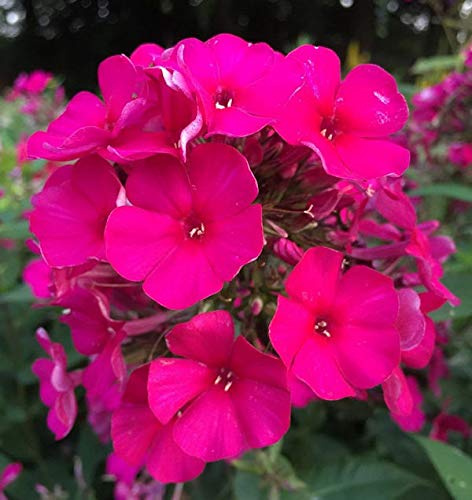 Hohe Flammenblume Kirchenfürst - Phlox Paniculata - lebende Gartenpflanze aus den Baumschulen