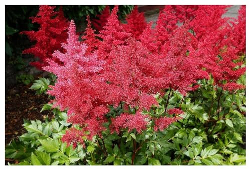 Stauden Gänge 10 x Astilbe arendsii 'Astary Red' (Winterhart/Stauden/Staude/Mehrjährig) Prachtspiere - in Rot - Rote Blütenpracht für schattige Beete - Sehr Bienen und Insektenfreundlich