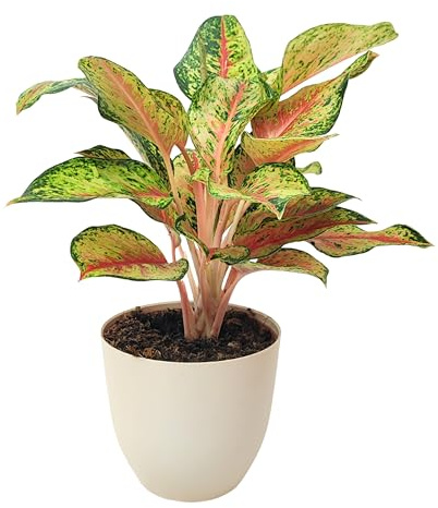 I Giardini di Giulia Aglaonema Maha Lab Ø 15 cm en maceta de plástico reciclado – Hojas degradadas verde lima, crema y rosa coral, planta de interior purificante, poca luz (maceta marfil)